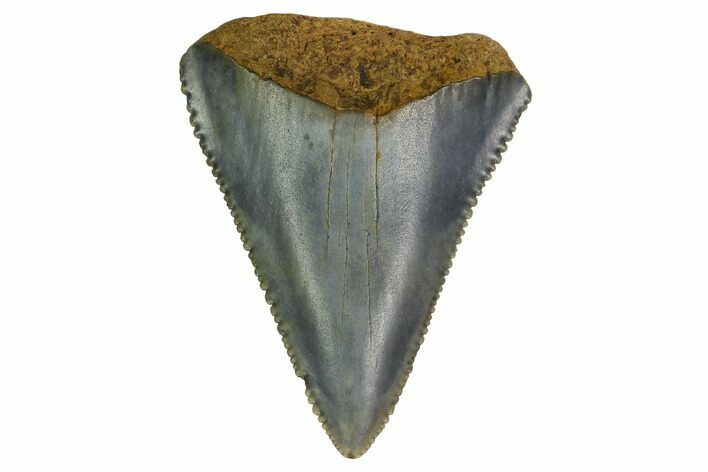 Serrated, Fossil Great White Shark Tooth - North Carolina #166958